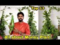 My 13 simple secret to Money Plant, Bushy Money Plant