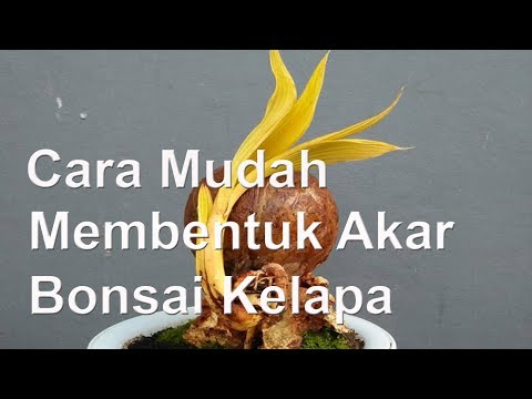 Cara Membuat Bonsai Kelapa  Berbuah  Gambar  Bonsai 2021