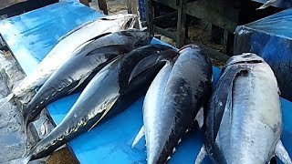 Live ‼️ Cutting Fresh Yellowfin Tuna