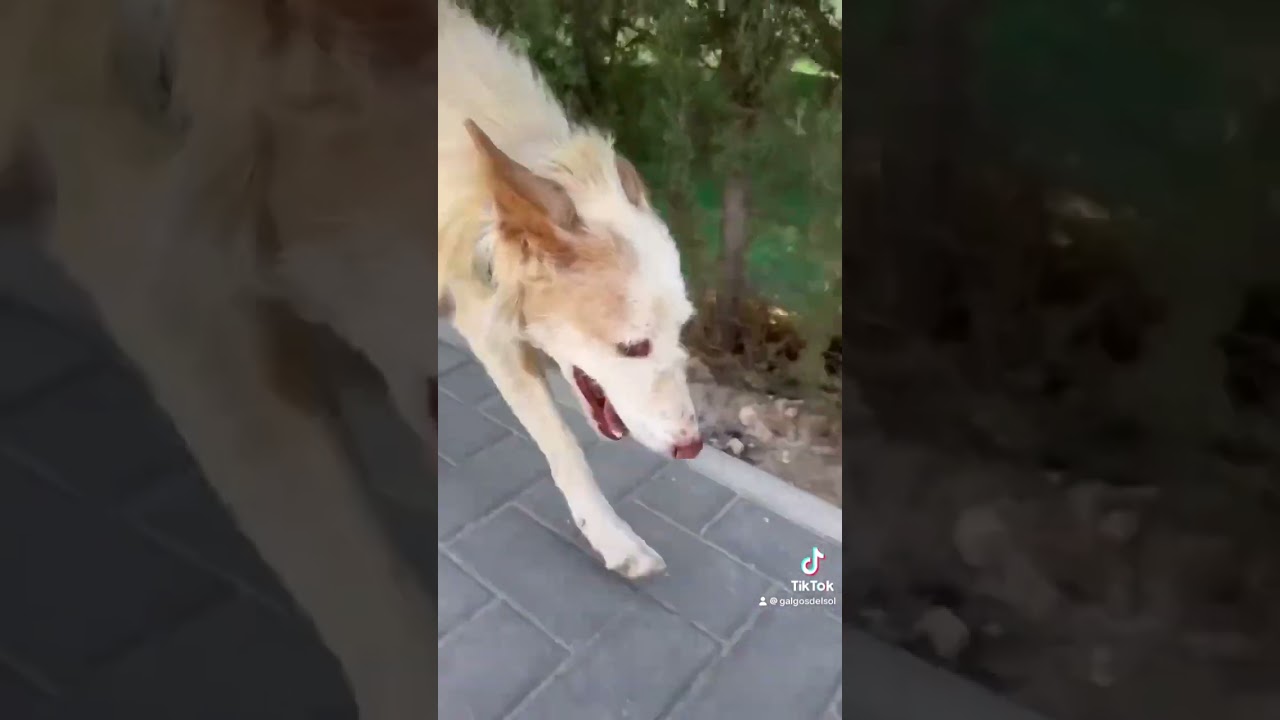 Old Podenca turfed out onto the streets!