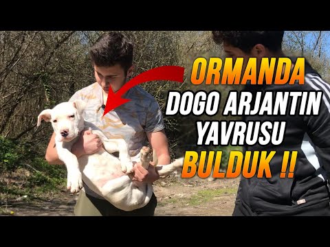 ORMANDA DOGO ARJANTİN YAVRUSU BULDUK !! (GÖZLERİMİZE İNANAMADIK!)