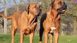 The Top 12 Illegal Dog Breeds and the Reasons Behind Their Prohibition! 🐾 by Puppies Club 159 views 2 weeks ago 9 minutes, 16 seconds