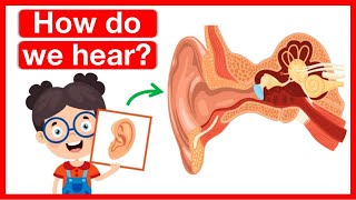 How our ears work?👂| Human ear anatomy | Easy learning video | 5 senses by Learn Easy Science 1,437 views 7 months ago 2 minutes, 21 seconds