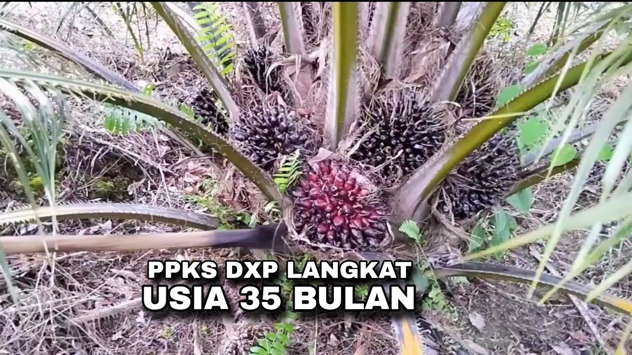 Panen PPKS langkat belum genap 3 tahun | hasilnya sudah memuaskan