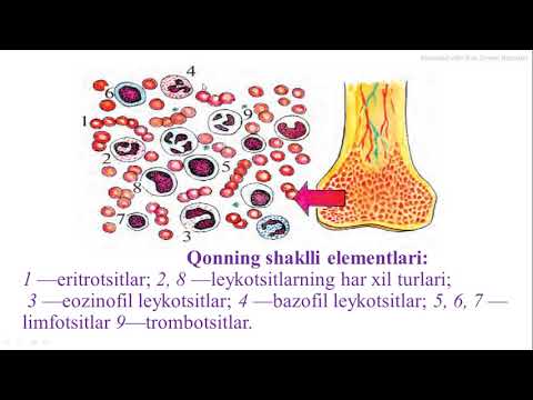 Yosh fiziologiya fanidan Qon va qon aylanish sistemasi fiziologiyasi