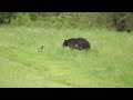 Skunk sprays inquisitive bear  viralhog