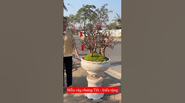 Nếu Tết mà các bác chưa biết tham khảo loại cây nào, thì các bác chơi Đào Thất Thốn☎️092.391.6866