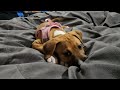 Sassy the Puppy Wuppy