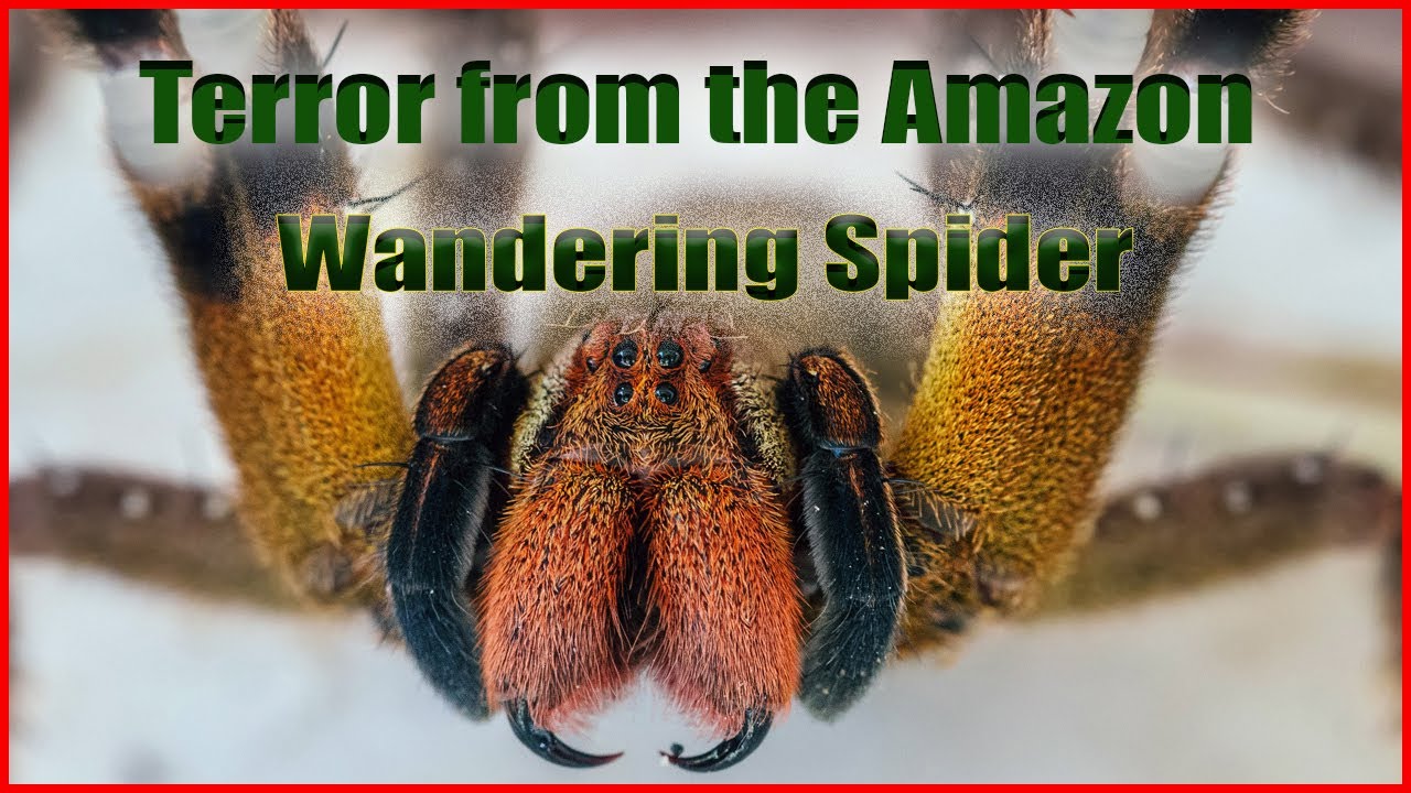 Brazil Predators Deadly Amazon The Brazilian Wandering Spider A Venomous Predator - YouTube