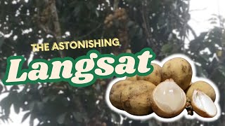 The Astonishing Langsat A Hidden Gem Of The Tropics