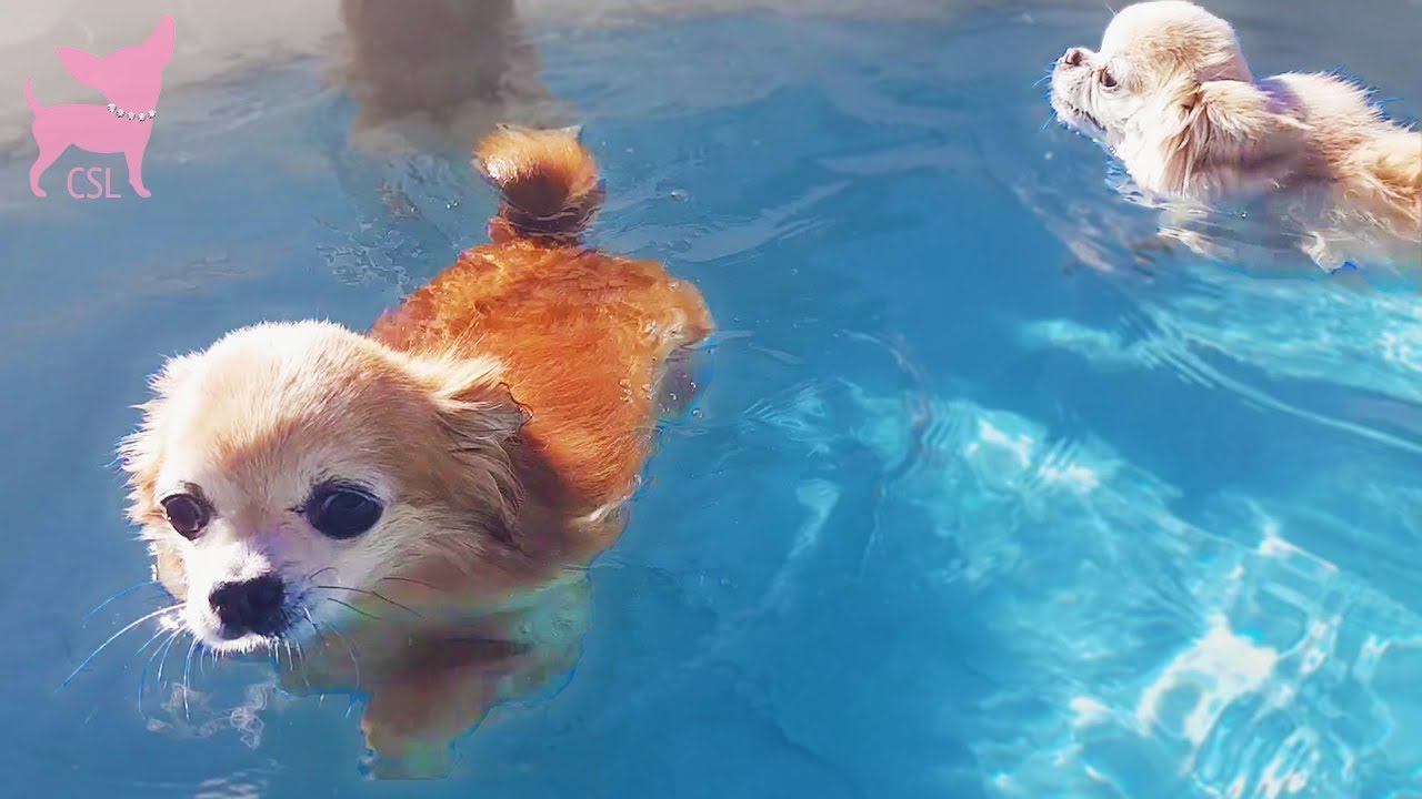 Do Chihuahuas Like Water