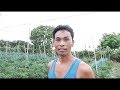 Successful Hot pepper farmer who started from zero knowledge and small capital.