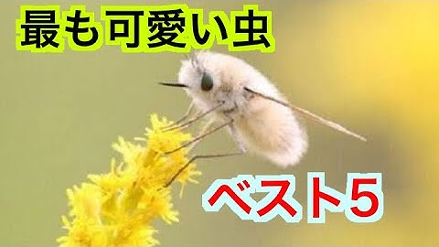 かわいい虫 Youtube