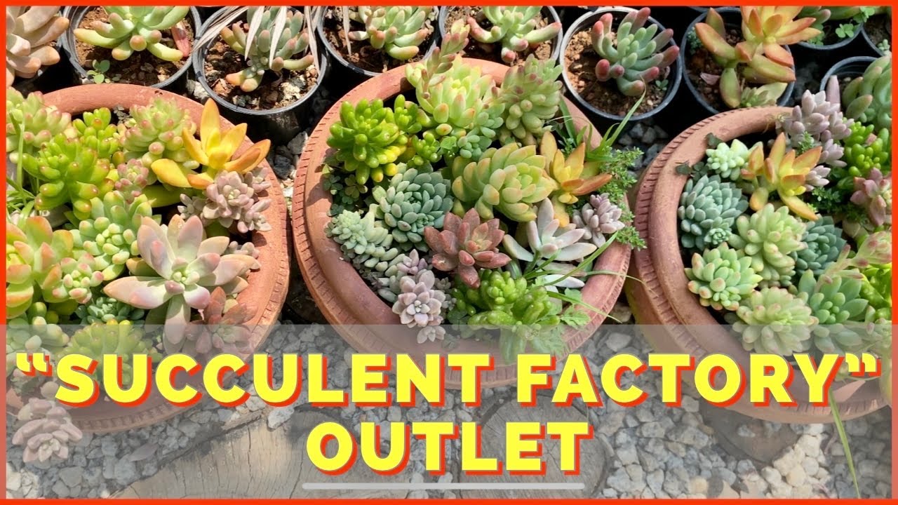 visit to succulent factory | succulent factory yelahanka bangalore |  succulent factory | succulents|