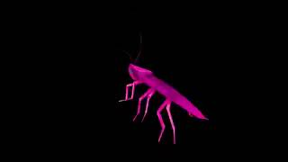 Rainbow Roach Dancing To Draft Punk Around The World Trim