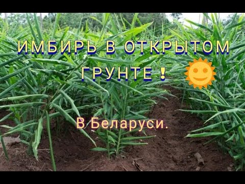 Как вырастить имбирь в открытом грунте в Беларуси.