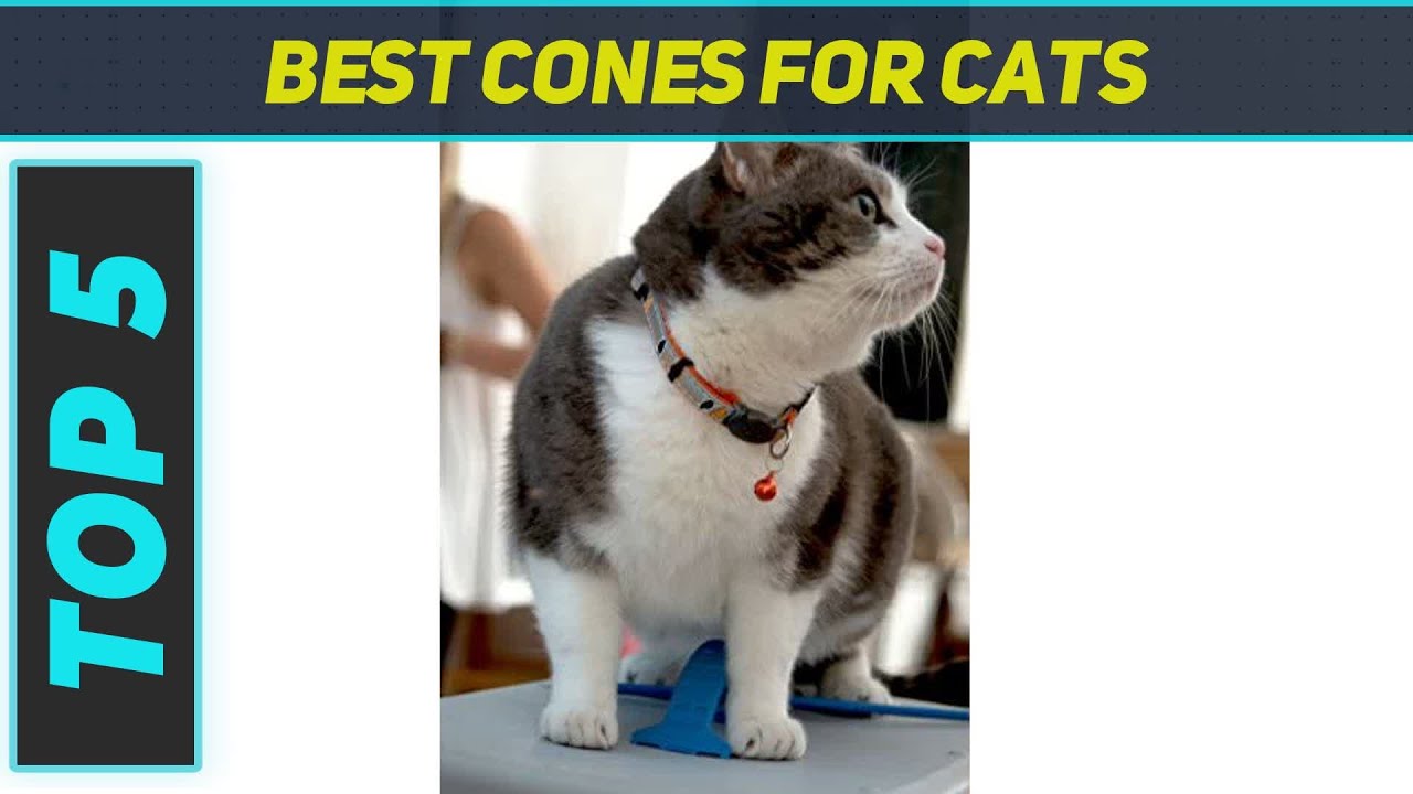 5 Best Cones For Cats in 2023