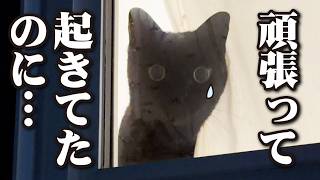 国際宇宙ステーション「きぼう」を観る事が出来なかった猫！