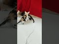 Siblings fight!✨#cutecats #catlovers #yttrendingshorts