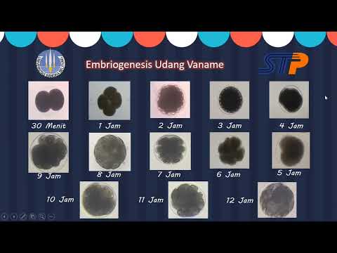 Seminar Hasil PKL PT  STP unit Anyer