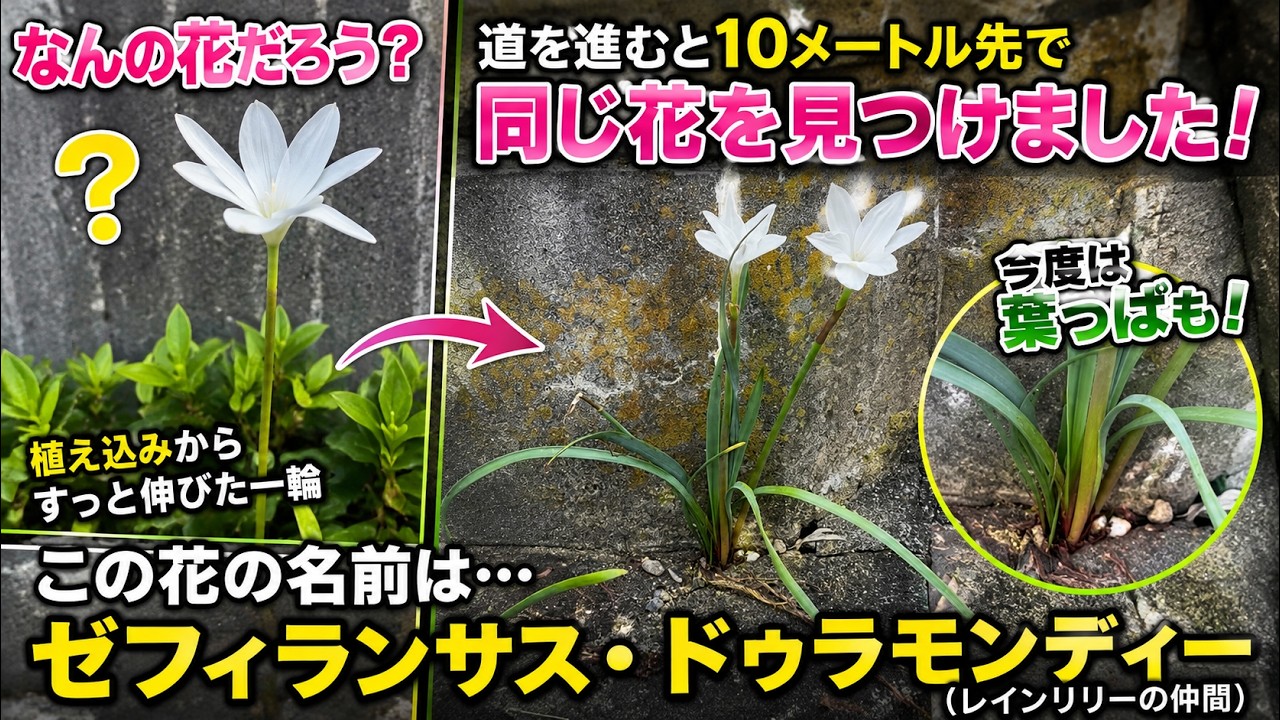 What flower is this? - YouTube