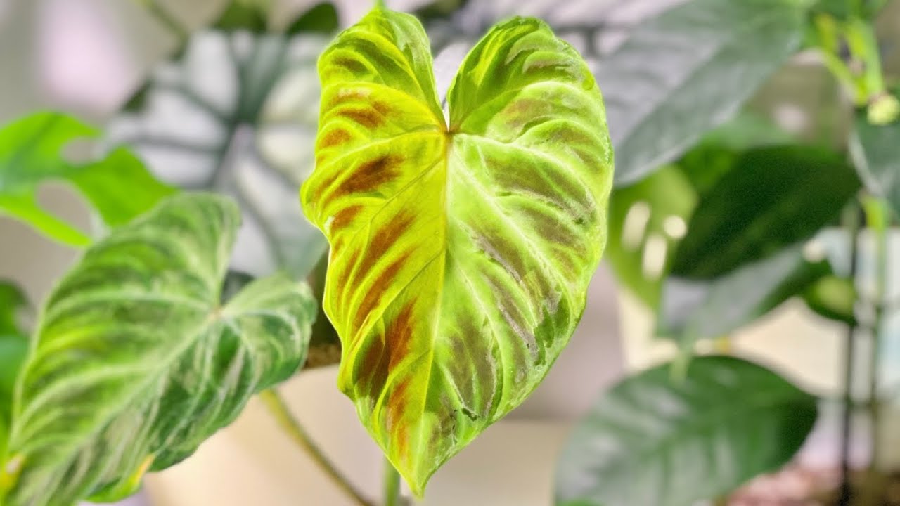 Aroid Time-lapse | Ep.12 Philodendron Verrucosum Unfurled New Leaf
