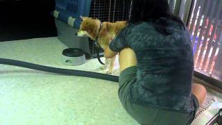 20111010-02 狗褓姆