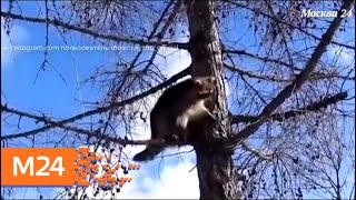 "Климат-контроль": какая погода ждет москвичей в ближайшее время - Москва 24 "Климат-контроль": какая погода ждет москвичей в ближайшее время - Москва 24