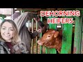 Dehorning heifer's in France