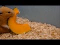 ハムスターが運べる限界の重さは？かぼちゃ編（The limit of weight －Buttercup Squash）