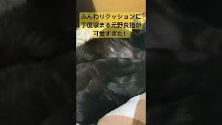 「このために作られた？」ふわふわクッションに完璧フィットする猫が可愛すぎる！
