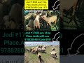 ஆந்திர கிராமங்களில் ஓங்கோல் நெல்லூர் ஜோடிபி குட்டிகள்.#goat #sheep #ஆடு  #cow