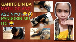 Ganito Din Ba Matulog Ang Aso Niyo? Panuorin Mo Ito Grab Tv