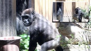 Kintaro goes for his father Momotaro's tree branch. No wonder he is angry. Date taken, 2024.5.3 by きょうのゴリラ Gorilla today 1,446 views 11 days ago 16 minutes