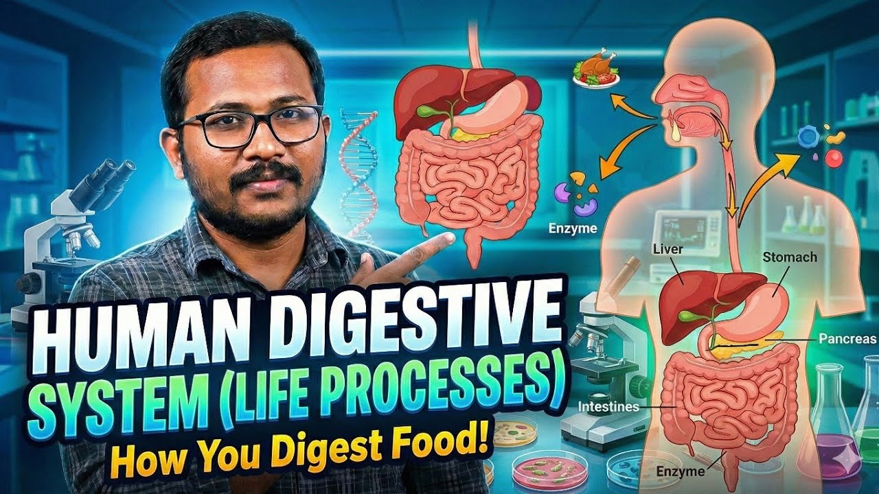 Human Digestive System | Life Processes | Biology Class 10 