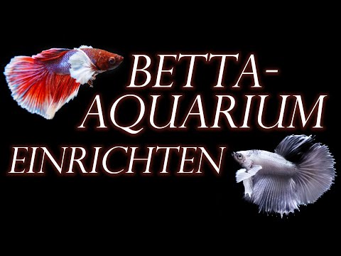 Video: Beste Betta Fish Tanks: So wählen Sie ein Aquarium für Ihre Betta