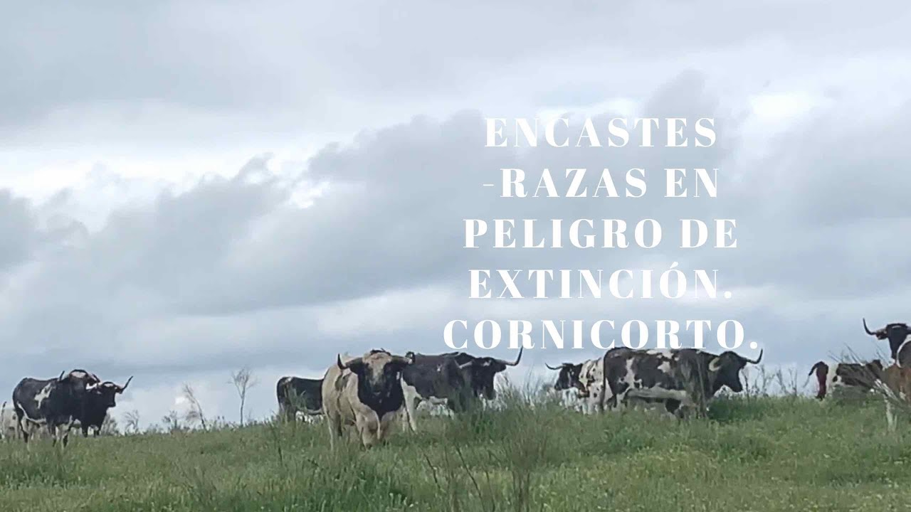 TOROS DE LIDIA: LOS PATAS BLANCAS DE MONTEVIEJO. LOTE DE CUBRICION DE CORNICORTO.