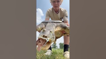 POV: Soft shell turtle almost bites you