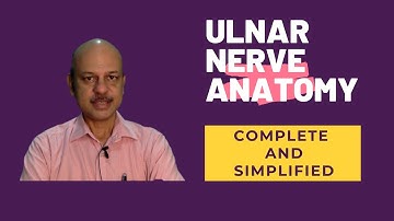 Anatomy of the Ulnar Nerve - Complete and simplified