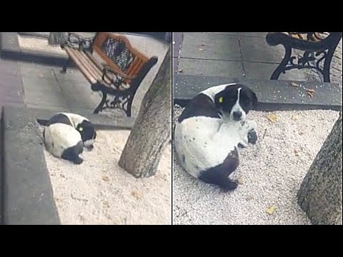 Vídeo: Cachorro Sem Teto Encontra Segurança Depois De Três Anos Nas Ruas