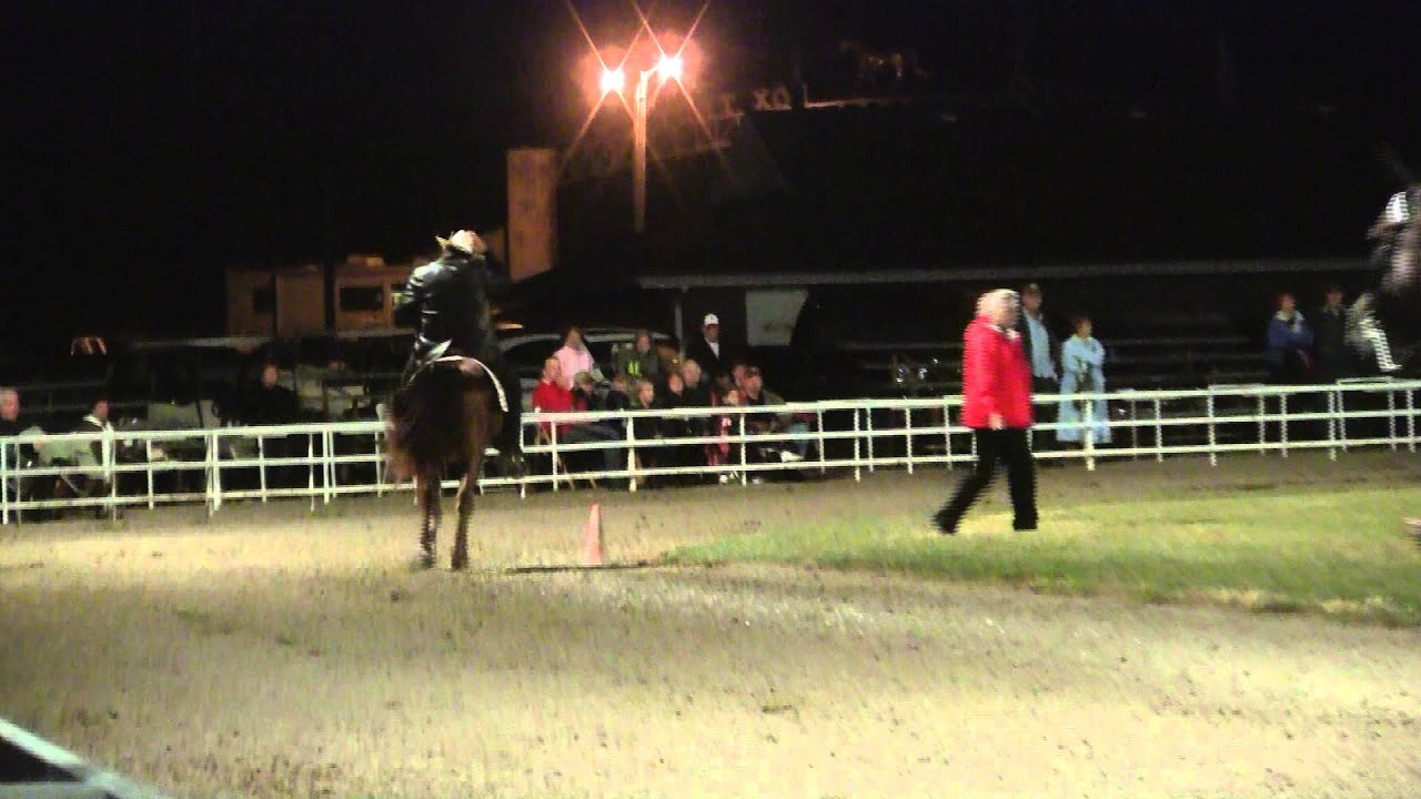 AVA 2011 Worldchampionship Missouri Foxtrotter 5+ Final YouTube