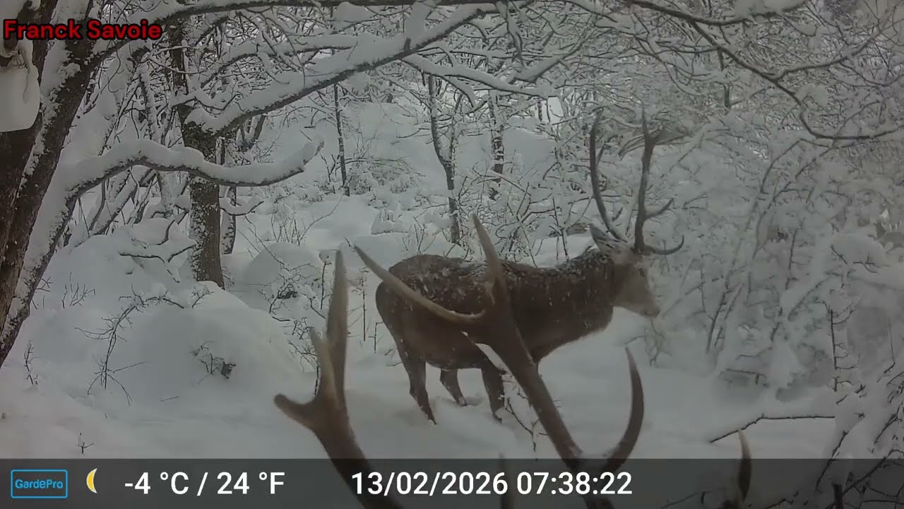 Des Cerfs en plein Hiver !