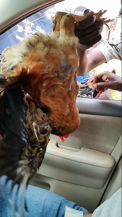 how-to-buy-country-chicken-in-bujumbura-burundi-shorts-desi-murga