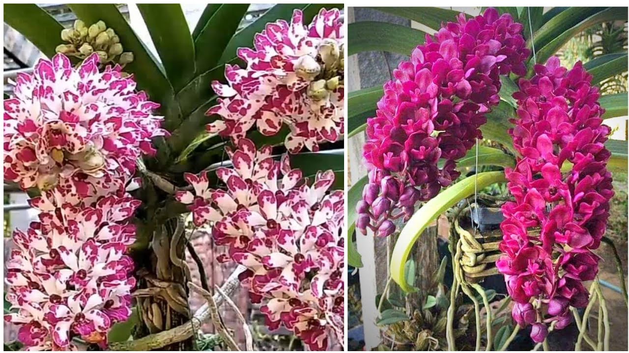 Anggrek Cantik Wangi Kemeruyuk dan murah, Rhynchostylis Gigantea ready stok