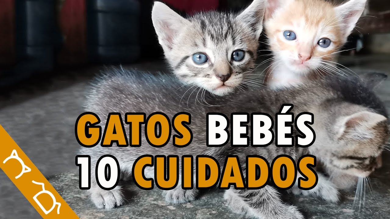 Cómo Cuidar A Un Gatito Bebé Sin Madre ft @TuVeterinaria | 10 Consejos Para  Cuidar Gatos Cachorros, image size:1280x720