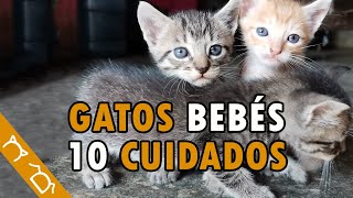 Cómo Cuidar A Un Gatito Bebé Sin Madre ft @TuVeterinaria | 10 Consejos Para Cuidar Gatos Cachorros