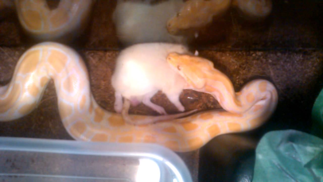 **Albino Burmese Python Feeding** - YouTube - Bumese Python Feeding Habits In Captivity