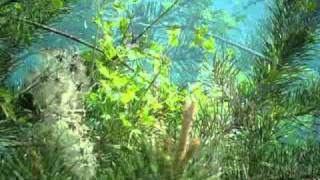 Vogelstimmen in der Morgendämmerung screenshot 4