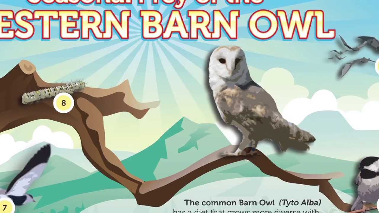 Owl Brand The Barn Owl Food Supply YouTube
