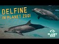 DELFINE, WÜSTENFUCHS & EMU! 3 NEUE TIERE! - Planet Zoo Mods